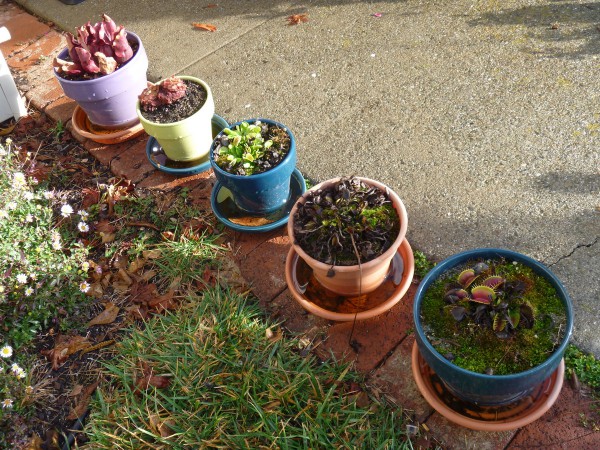 Carnivorous plants after winter rain.